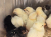 1day old chicks Mix breed