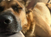 German shepherd x Mali