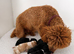 F1  cavapoos &ndash; Ethical Licensed Breeder