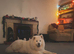 5 yeah old samoyed loving dog
