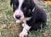 Border collie pups