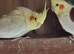 Pearl aviary cockateils