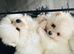 KC wite pomeranians for reservation!