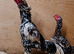 Aseel Chicks & Hen