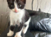 3 kittens. 2 boys 1 girl