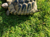 Female Hermanns tortoises for sale