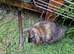 Mixed breed rabbits for sale