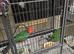 Australian king parrots