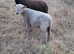 Southdown Shearling ram