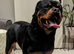 KC Registered Purebred Rottweiler Puppies - Champion Bloodlines