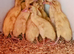 Saxony Indian Runner Duckling FEMALES