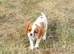 Beautiful cavalier puppies