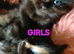 Ragdoll cross kittens