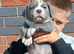 Blue staffy pups