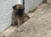 Beautiful Pomchi puppies for sale