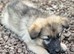 Beautiful litter of Long coated German Shepherd puppies