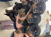Rottwiller pups