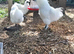 Hatching Eggs