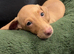 Cream boy ready now miniature dachshund