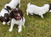Working springer pups