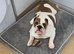 7 month old female english bulldog