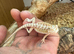 12 week old bearded dragon