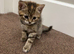 Kitten