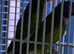 Darbiyn parrot Glasgow