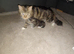 MAIN COON KITTENS Adorable fluffy beauty's