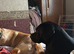 Rio a dark  golden Labrador for sale