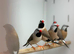 Long-tailed Finches