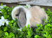 Gorgeous Mini lops
