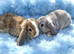 Last baby mini lop