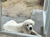 Kc golden retriever