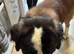 Saint Bernard stud