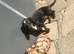 Last Stunning Miniature dachshund