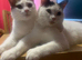 3 1 year old cats