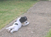 Cockerpoo f2 puppies boy