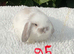 Pure bred mini lops