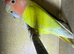 2 peach faced love birds