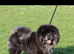 Merle chow stud - blue and Tan