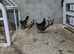 Farm Chicks , Adult Layers & Cockerels 12 Breeds