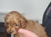Cavapoo puppies for sale