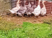 Pairs Buff/Grey Dewlap Toulouse Geese/Goslings