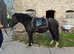 Flashy Welsh C Allrounder