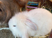 Mini lion lop