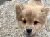 Micro chow...Marvelous mickey