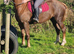 15h 5yrs Welsh d mare