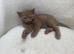British Shorthair Cinnamon