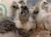 Silkie Chickens for sale